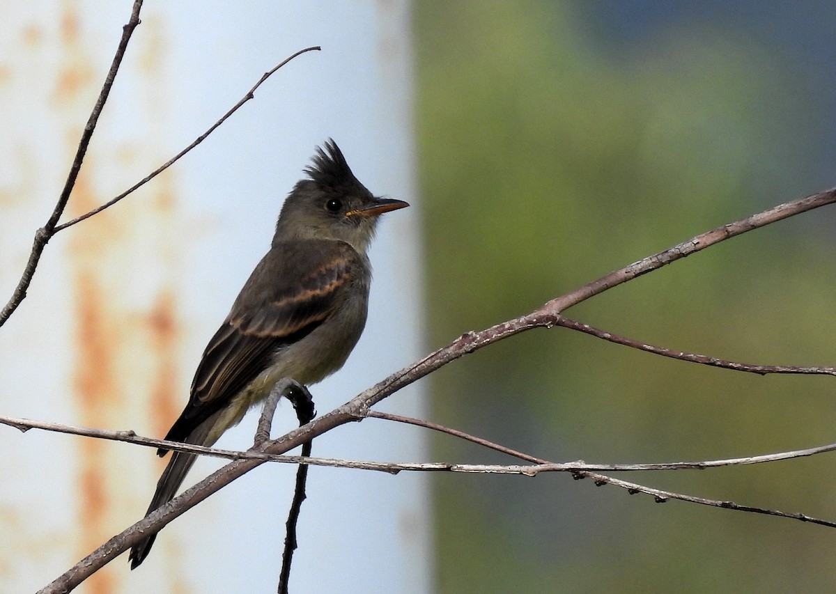 Greater Pewee - ML636619442