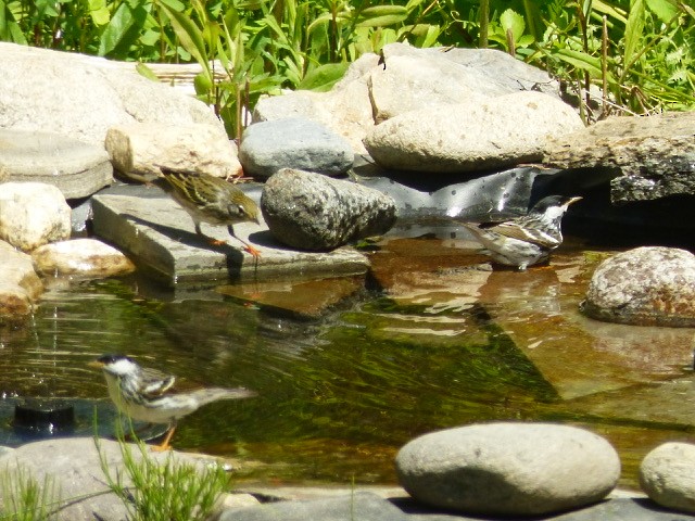 Streifenwaldsänger - ML636619459