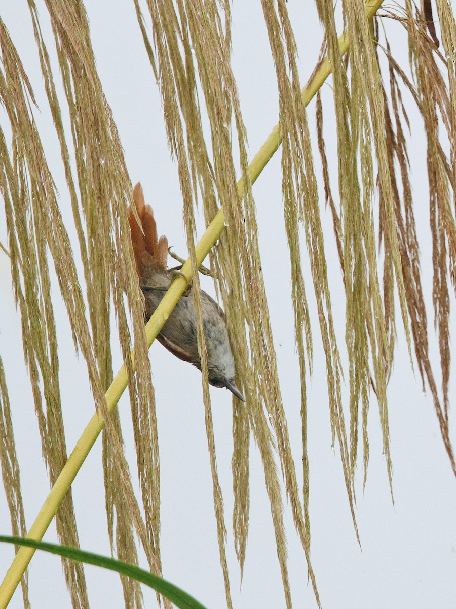 Parker's Spinetail - ML636619462
