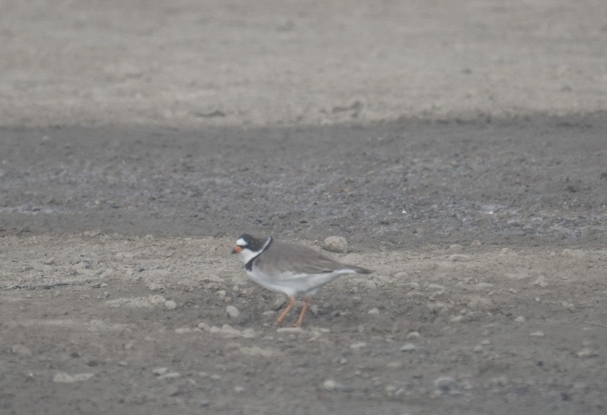 Semipalmated Plover - ML636619476