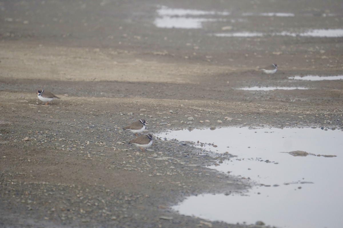 Semipalmated Plover - ML636619477