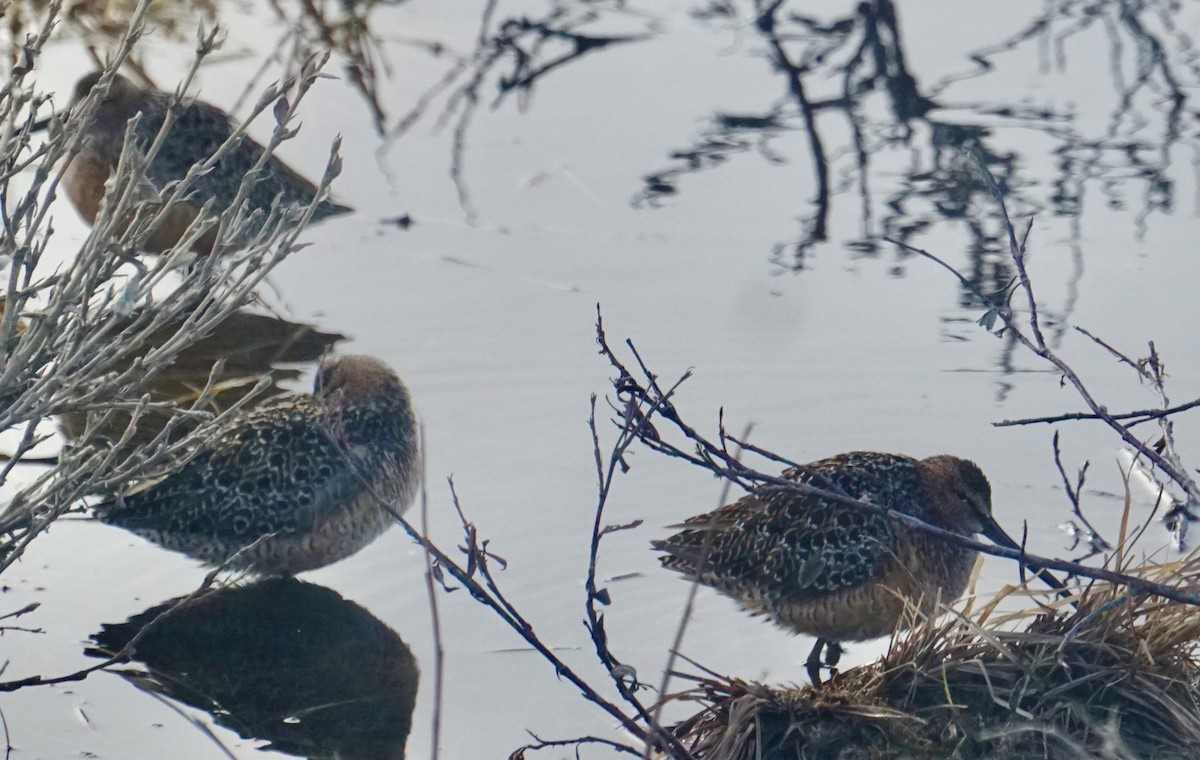 Long-billed Dowitcher - ML636619489