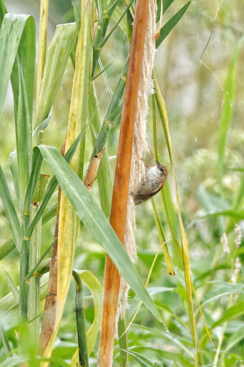 Parker's Spinetail - ML636619495