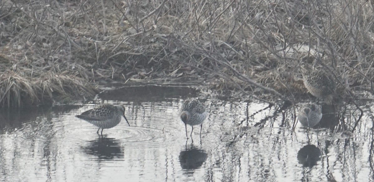 Stilt Sandpiper - ML636619501