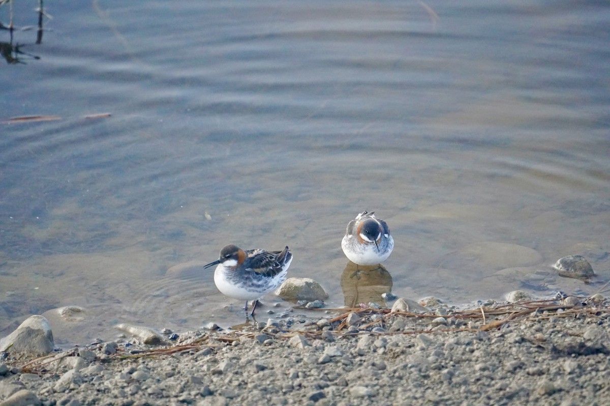 Red-necked Phalarope - ML636619517
