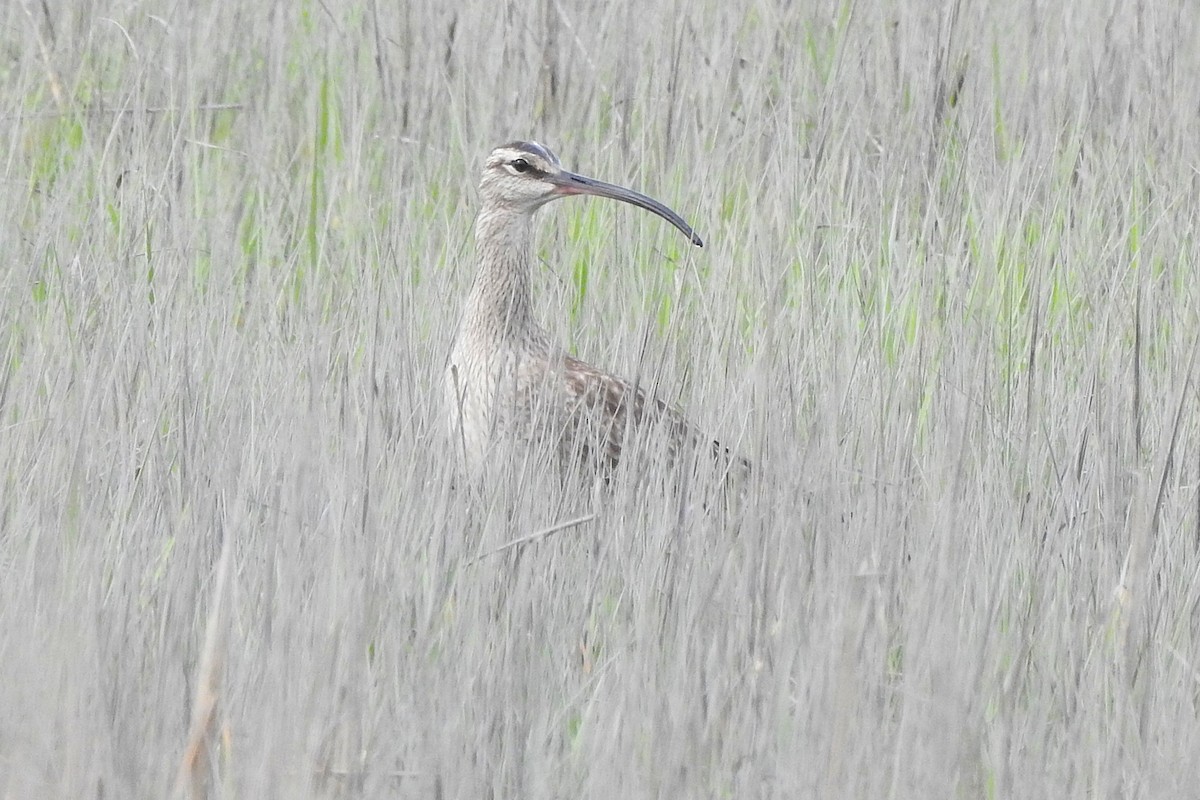 Whimbrel - ML636619521