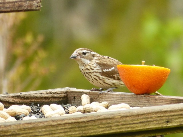 Rosenbrust-Kernknacker - ML636619524