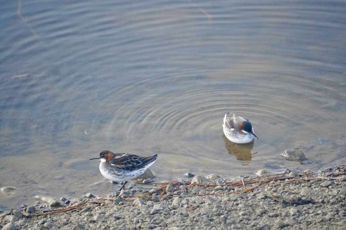 Red-necked Phalarope - ML636619525