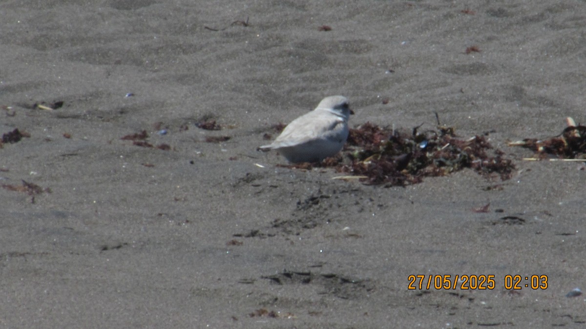 Piping Plover - ML636619533