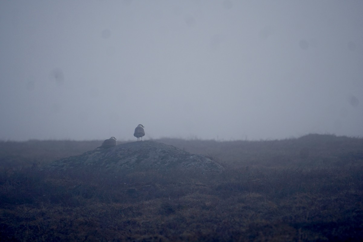 Long-tailed Jaeger - ML636619537