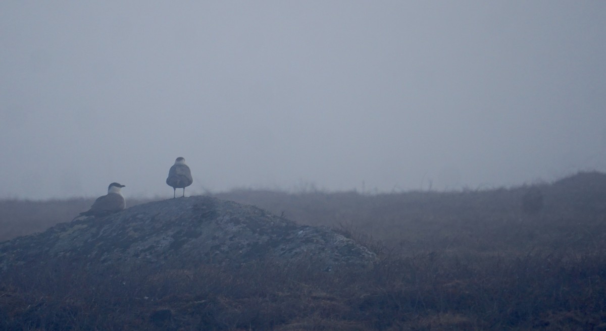 Long-tailed Jaeger - ML636619538