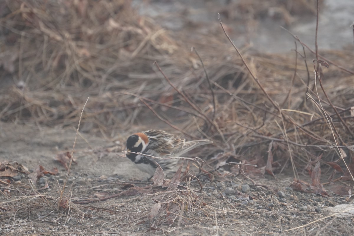 Lapland Longspur - ML636619553