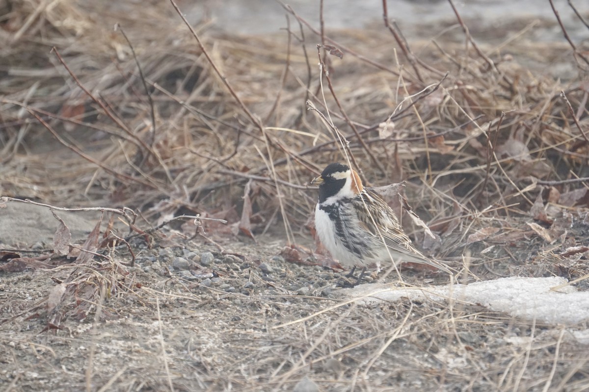 Lapland Longspur - ML636619554