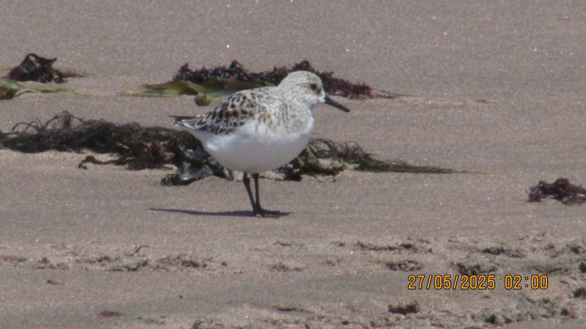 Sanderling - ML636619555