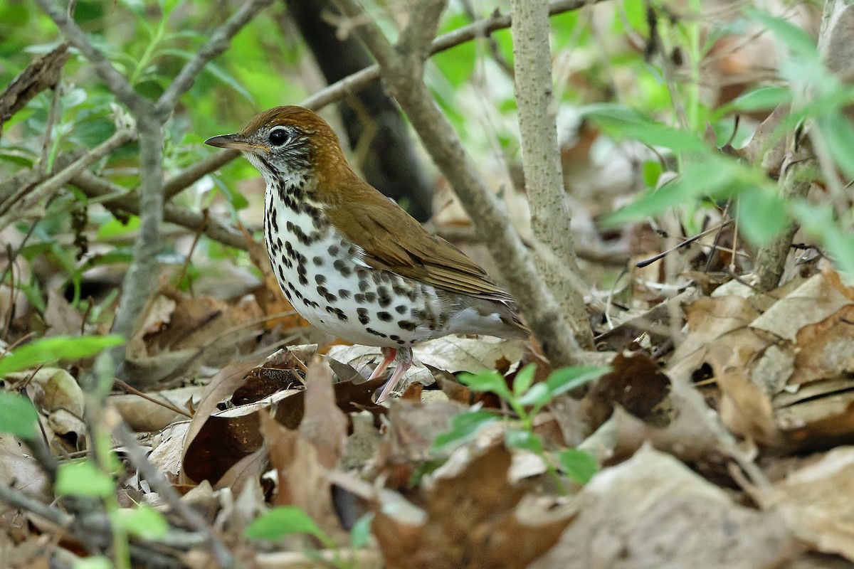Wood Thrush - ML636619698