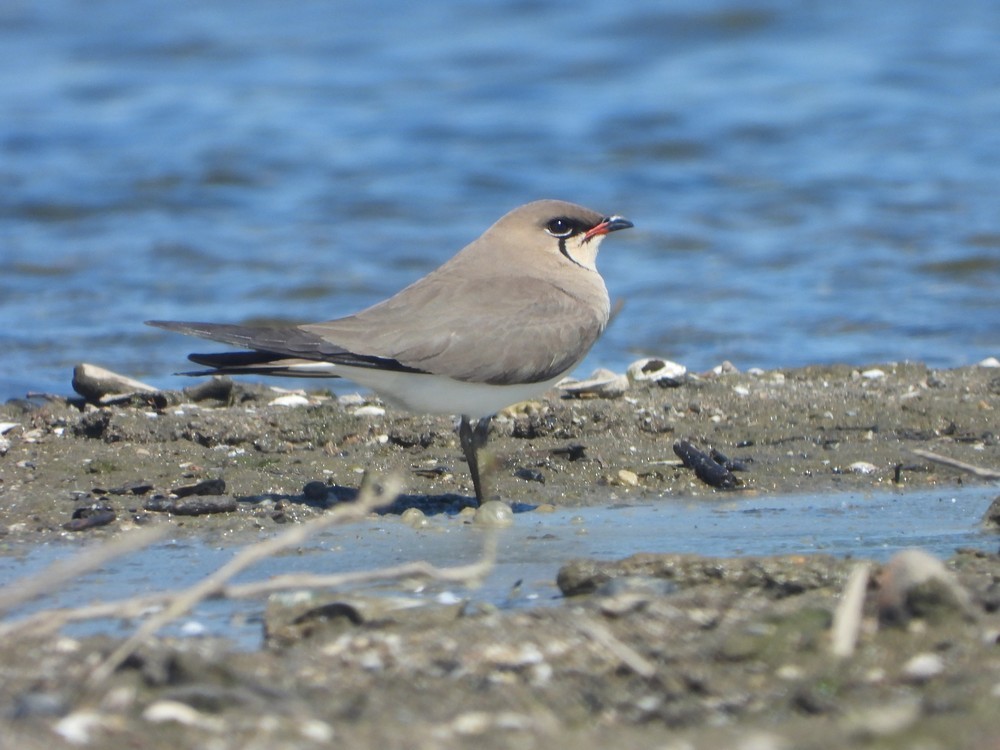 Collared Pratincole - ML636619731