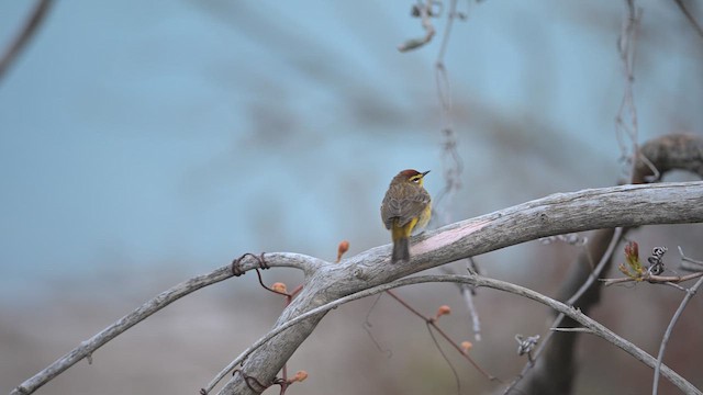 Palm Warbler (Western) - ML636619845