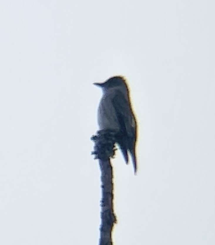 Olive-sided Flycatcher - ML636619873