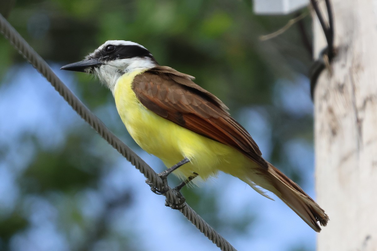 Great Kiskadee - ML636619875