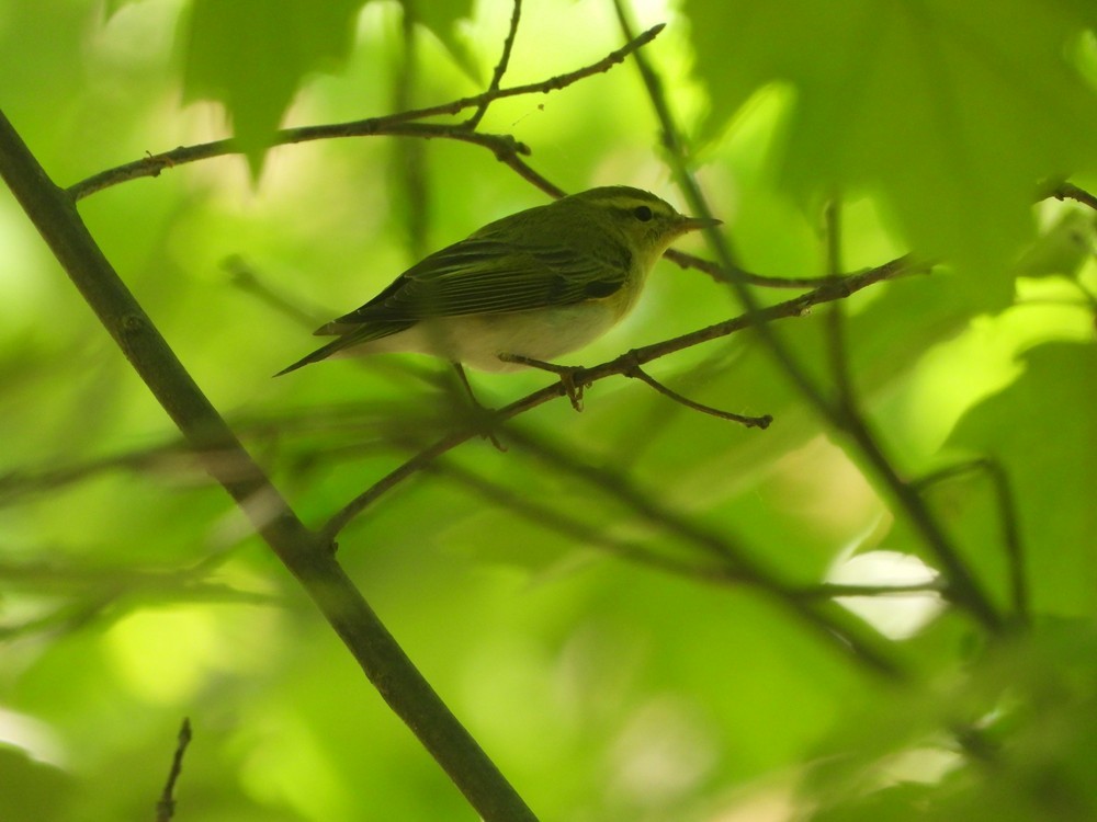 Wood Warbler - ML636619927