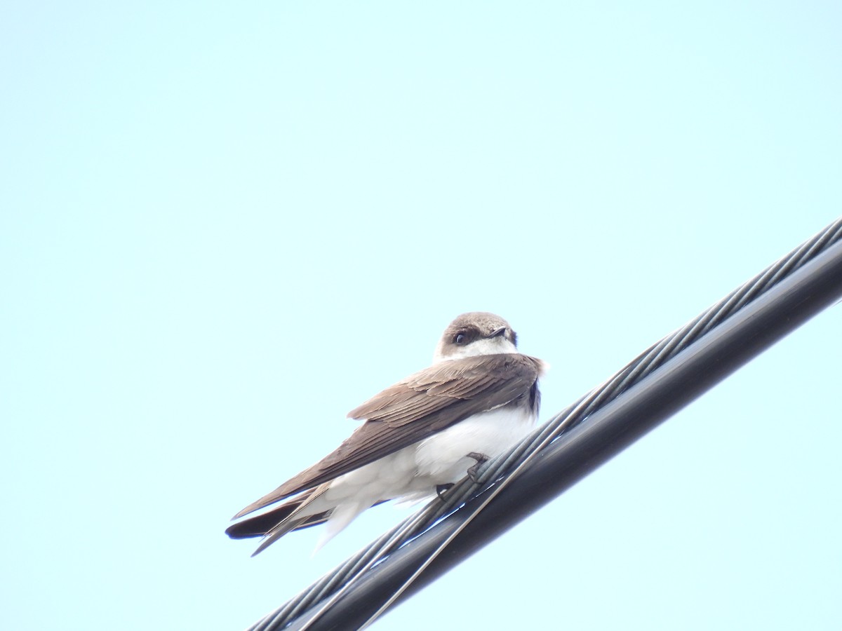 Bank Swallow - ML636619931