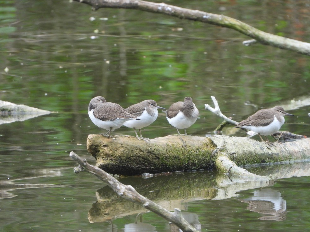 Common Sandpiper - ML636619957