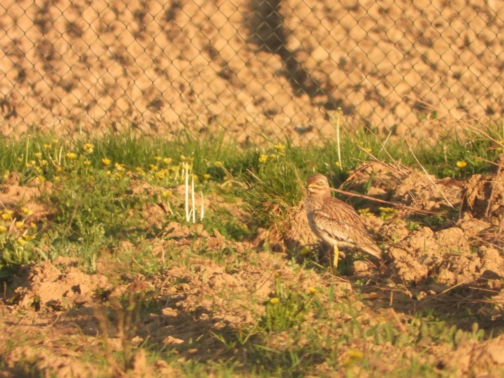 Eurasian Thick-knee - ML636620046