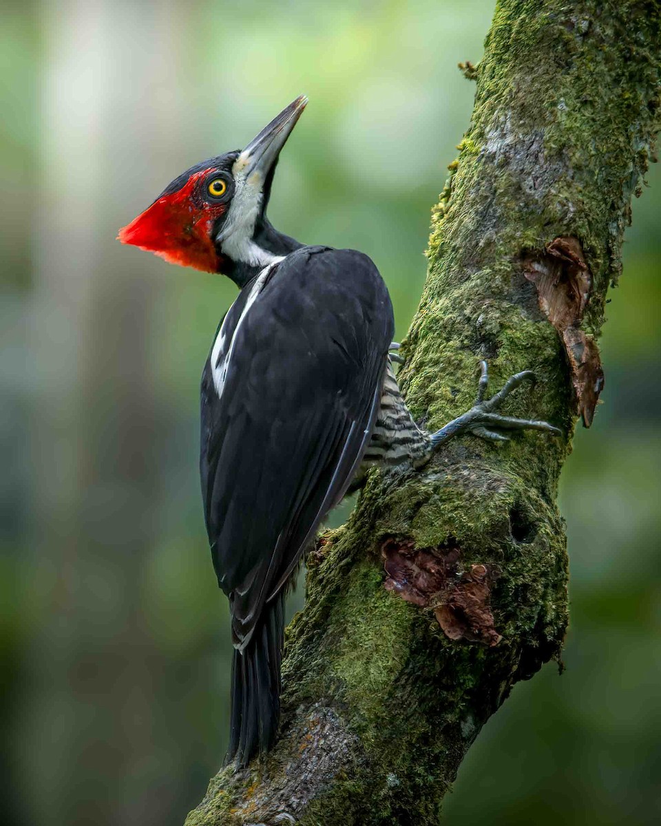 Crimson-crested Woodpecker - ML636620077