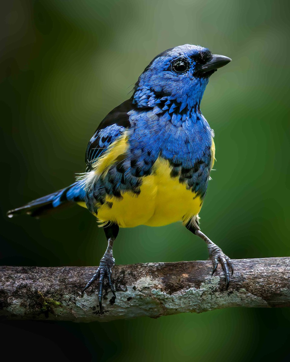 Turquoise Tanager - ML636620147