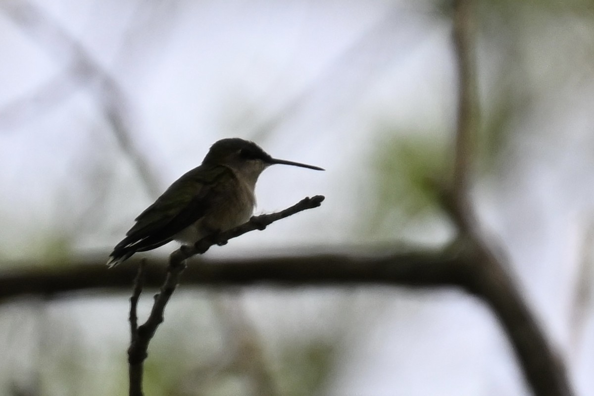 Ruby-throated Hummingbird - ML636620169