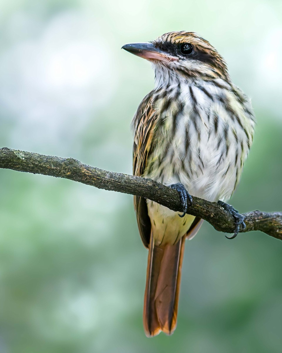 Streaked Flycatcher - ML636620212