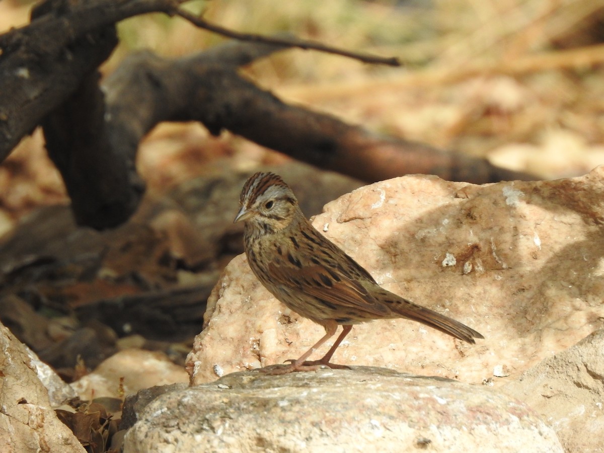 Lincoln's Sparrow - ML636620251