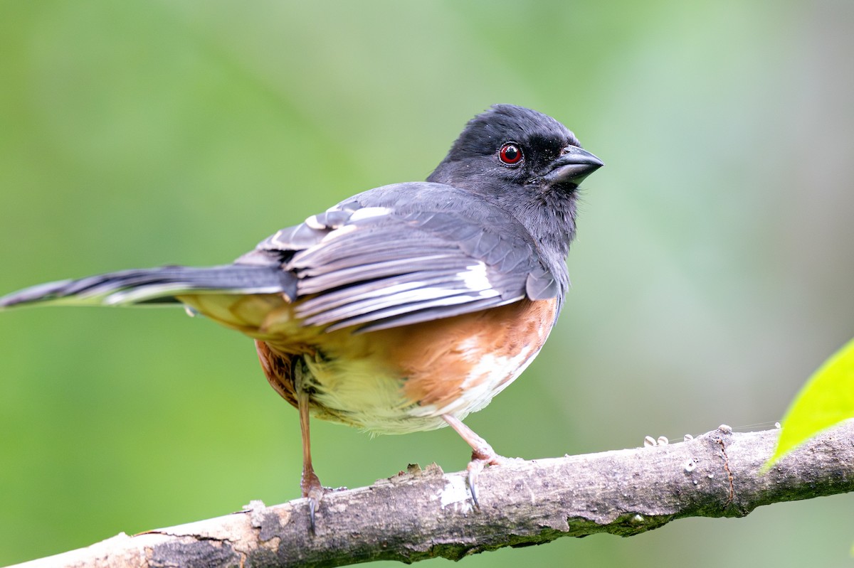 Eastern Towhee - ML636620279
