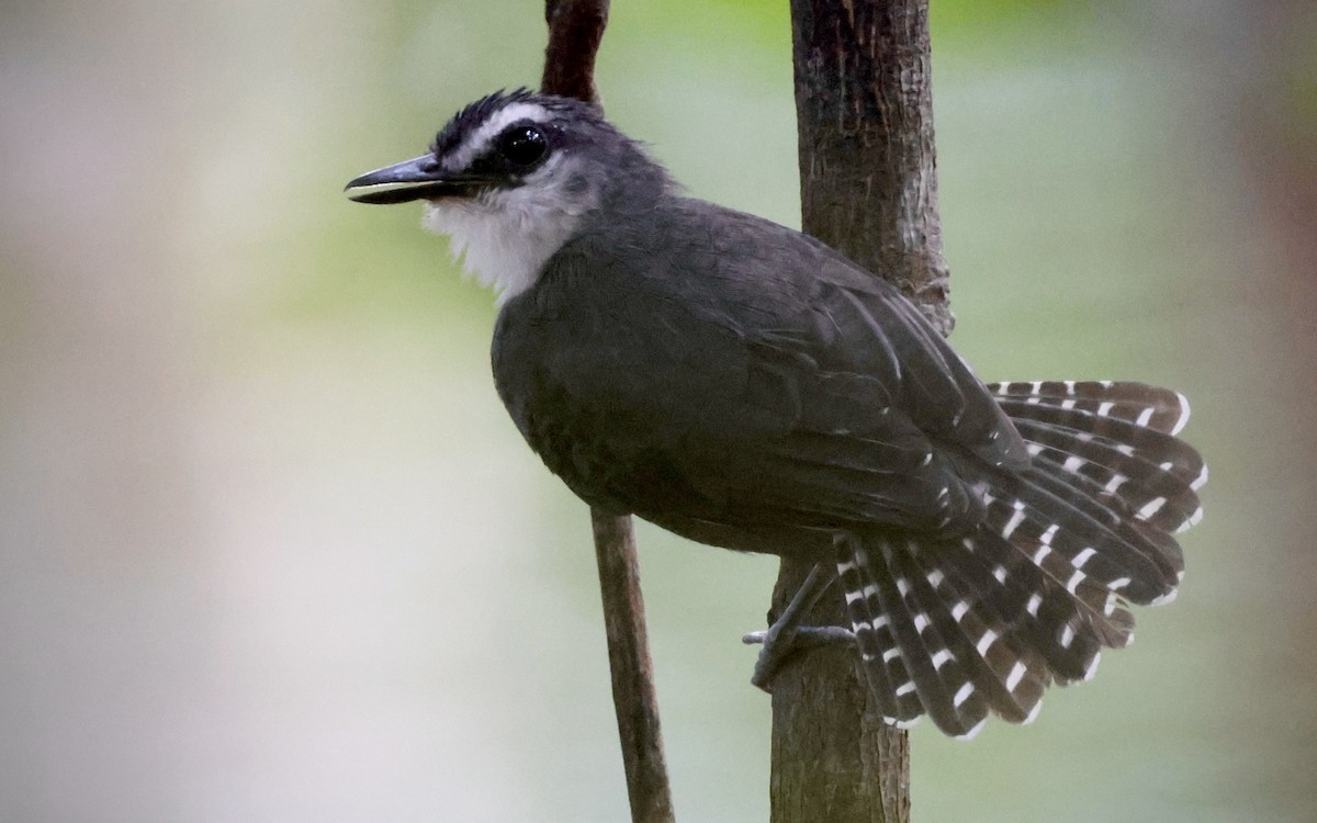 White-throated Antbird - ML636620331