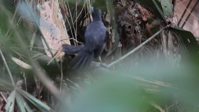 Sooty Antbird - ML636620351