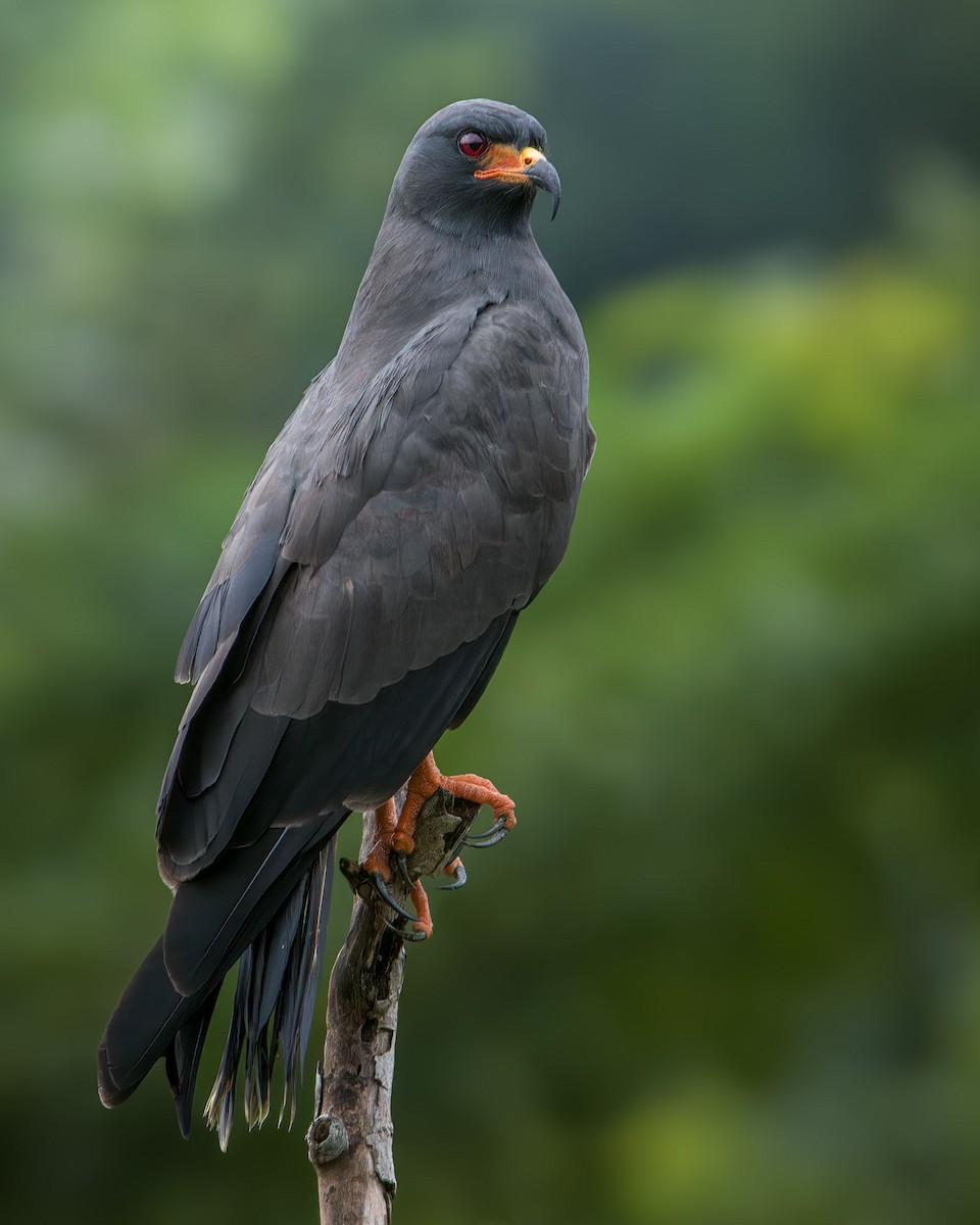 Snail Kite - ML636620354