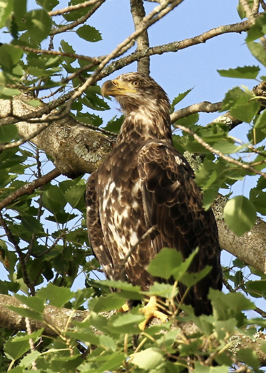 Weißkopf-Seeadler - ML63662061