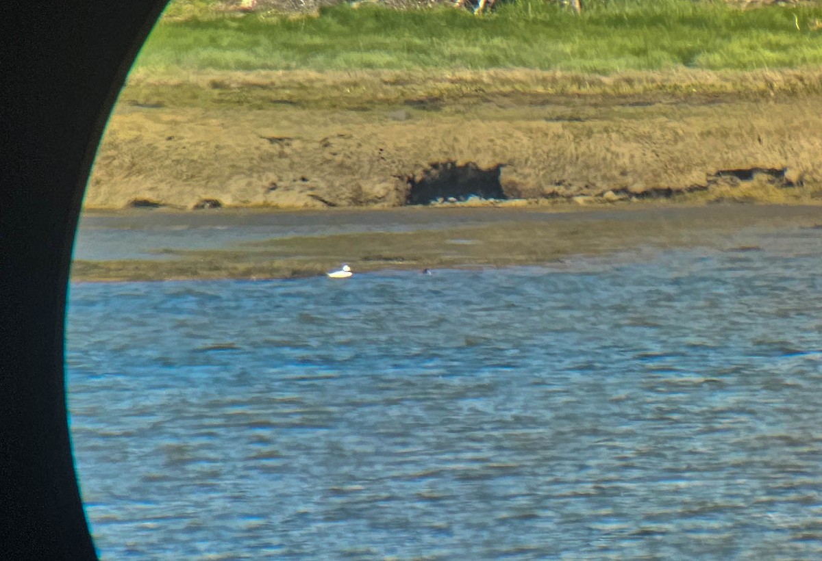 Bufflehead - ML636620639