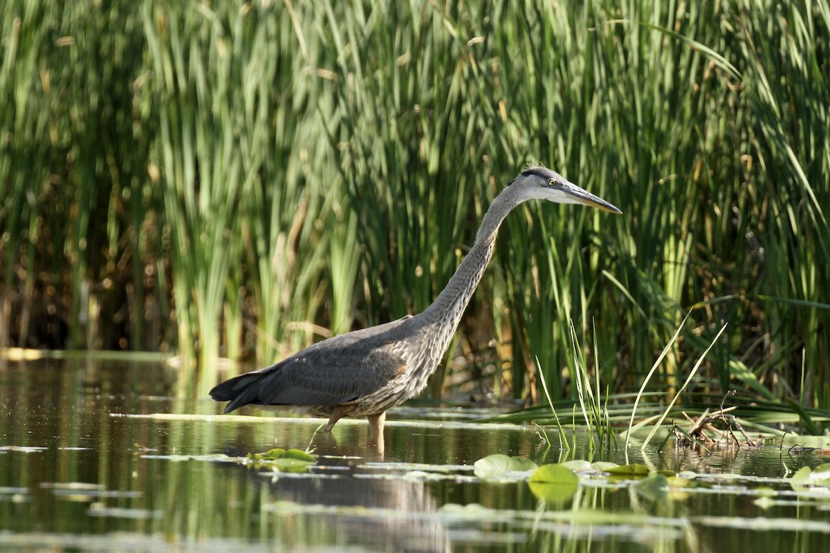 Garza Azulada - ML63662071