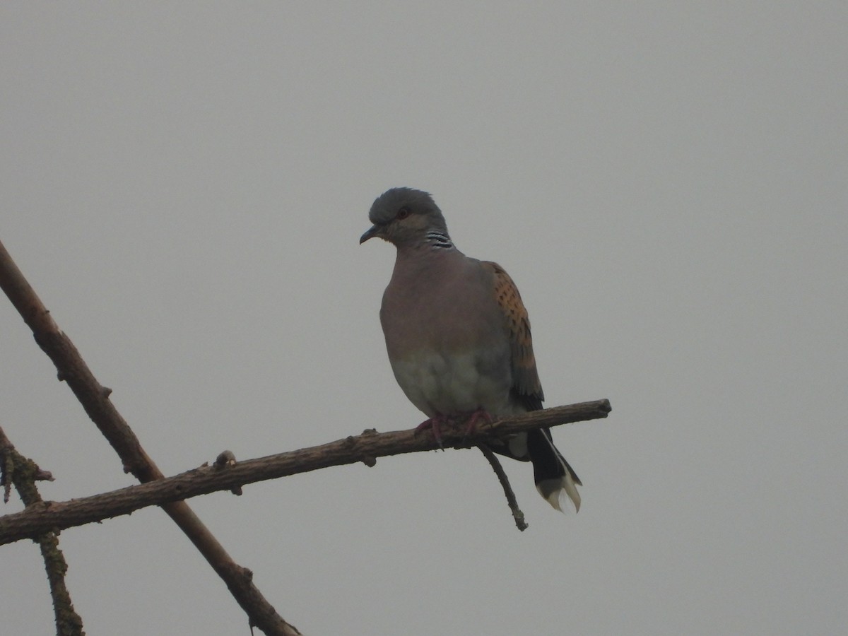 European Turtle-Dove - ML636620729