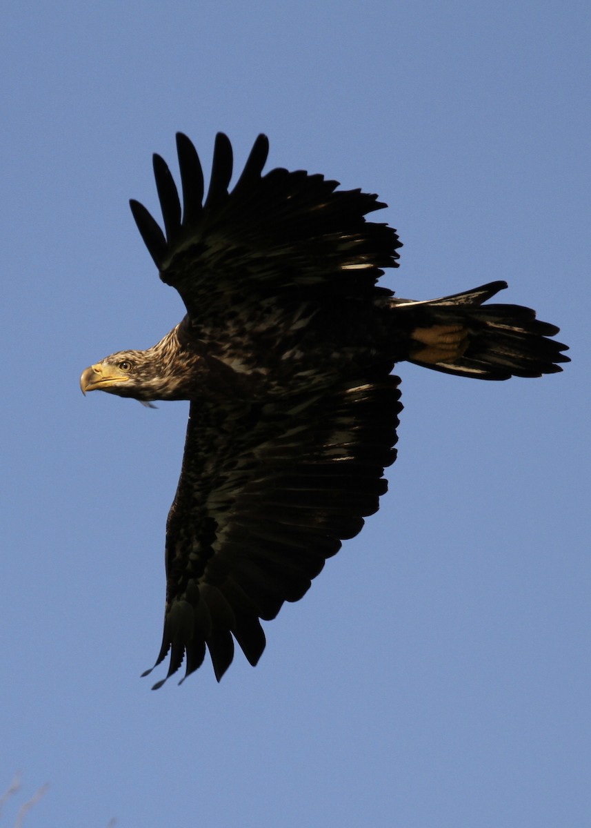 Bald Eagle - ML63662081