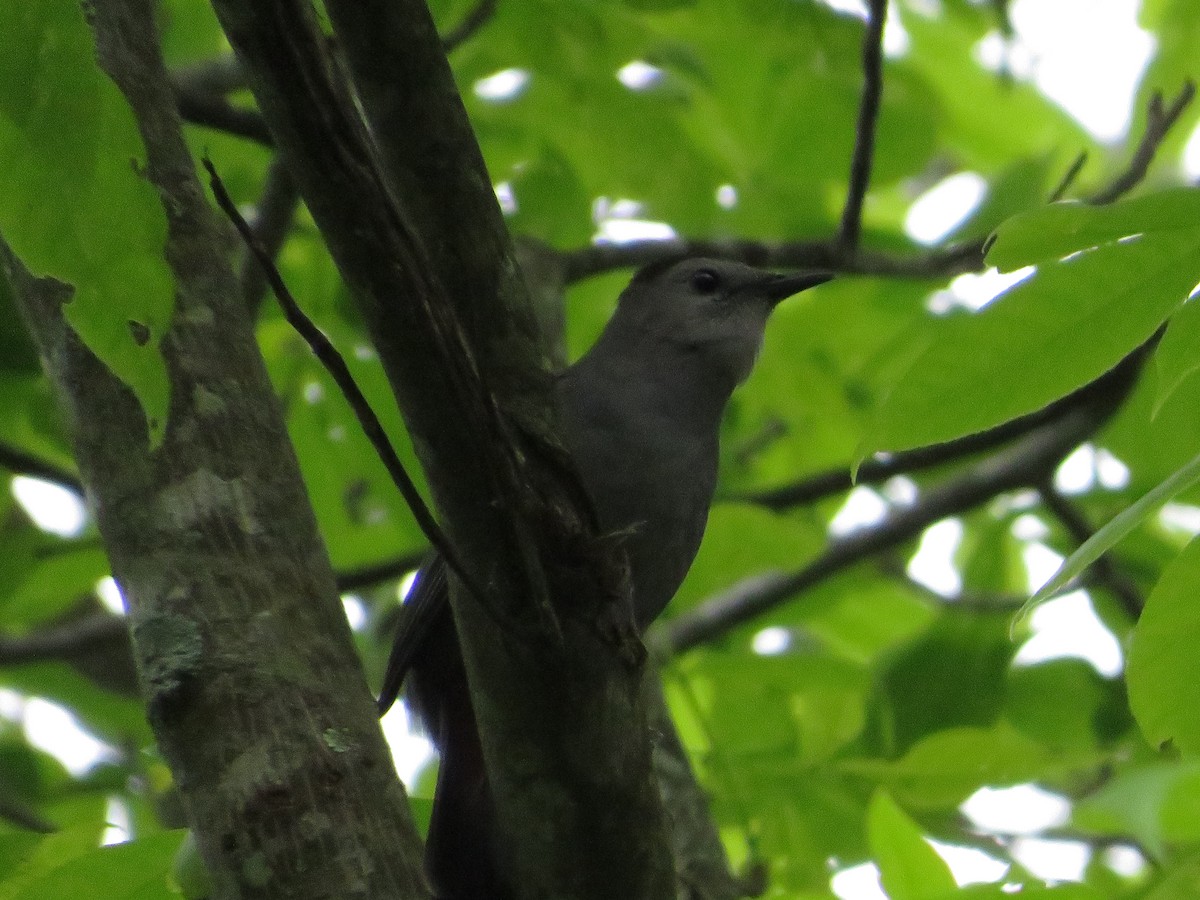 Gray Catbird - ML636620924