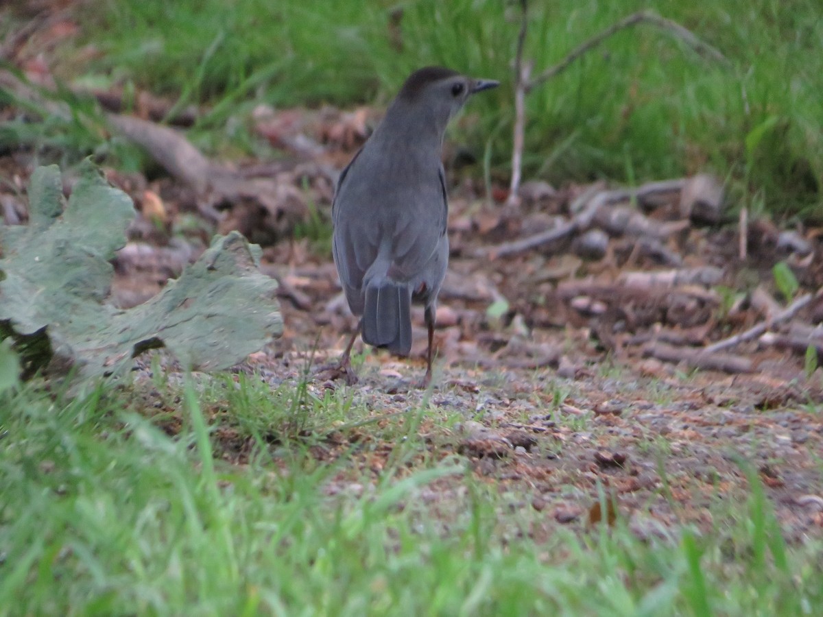 Gray Catbird - ML636620925