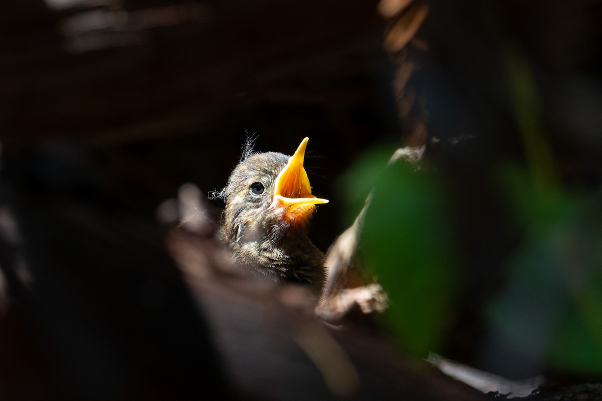 Pacific Wren - ML636620961