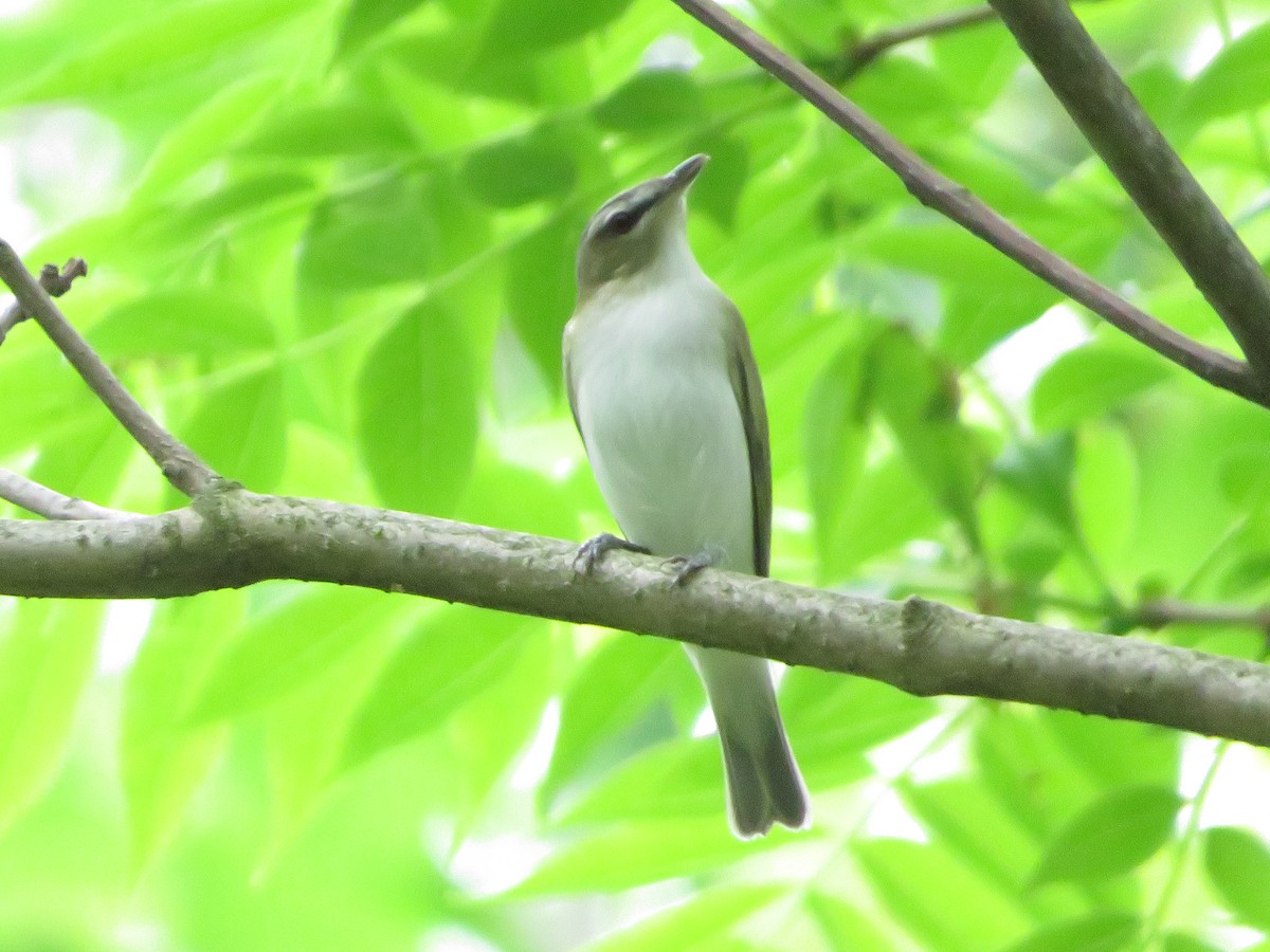 Red-eyed Vireo - ML636620968