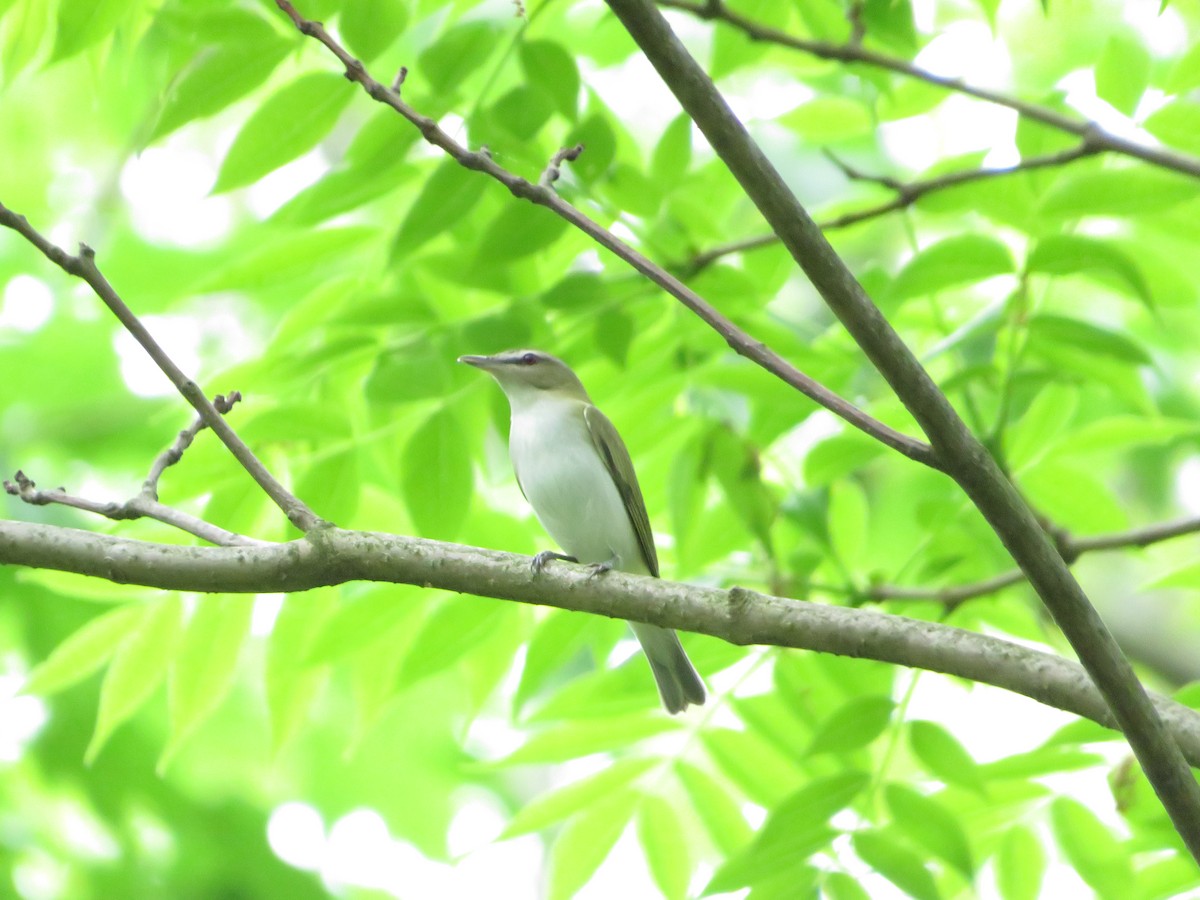 Red-eyed Vireo - ML636620969