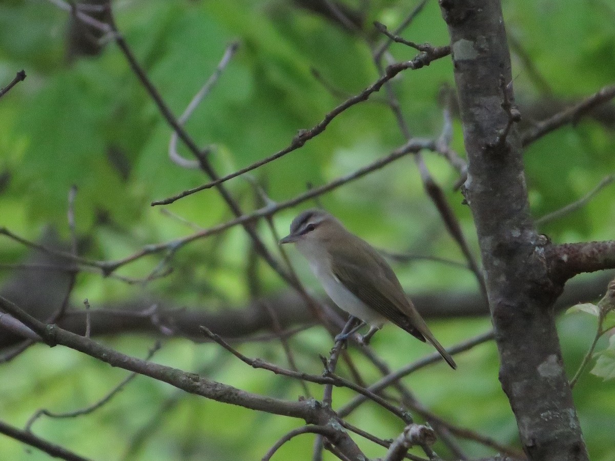 Red-eyed Vireo - ML636620970