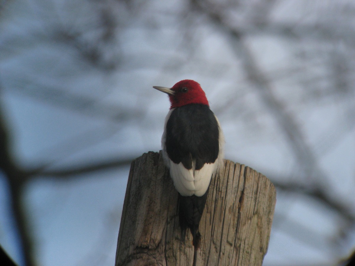 Red-headed Woodpecker - ML636621297