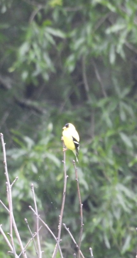 American Goldfinch - ML636621326