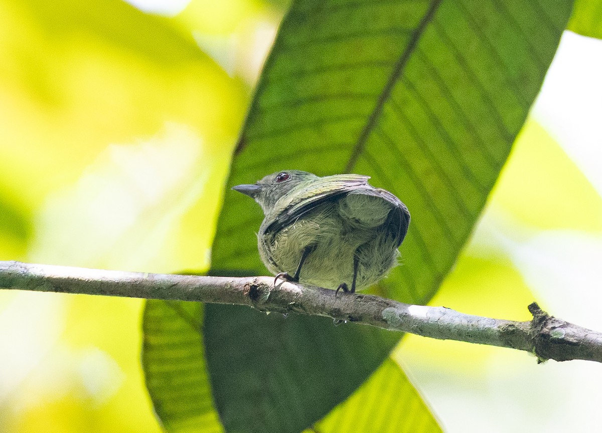 Dwarf Tyrant-Manakin - ML636621372